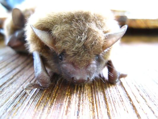 Large Brown Bat Sleeping Behind A Shudder