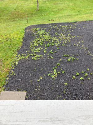 New Gravel Driveway