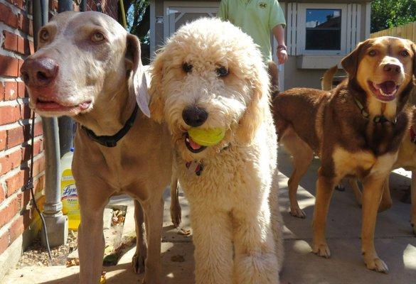 They get to play inside or outside as they please and sleep wherever they want