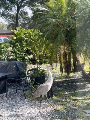 A Sandhill Crain in Florida needing to be asked to get out of the way before Power Washing the concrete Patio.