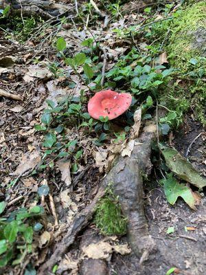 Heart mushroom