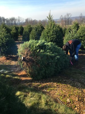 Cutting it down and moving it to the truck.