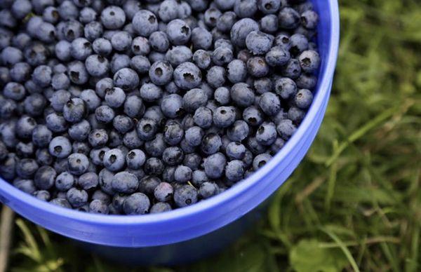 Farm Fresh, You-Pick Blueberries