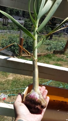 One of beautiful garlic stocks