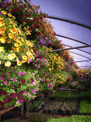 You won't believe our selection of flowers, both annuals and perennials.