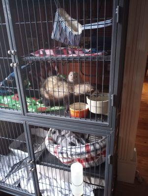 A customer's ferrets I recently cared for while their pet parents were away on business. Boo and Radley were the sweetest furry noodles.