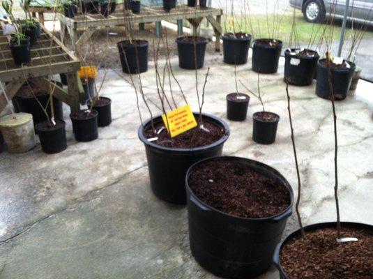 fuyu persimmon trees