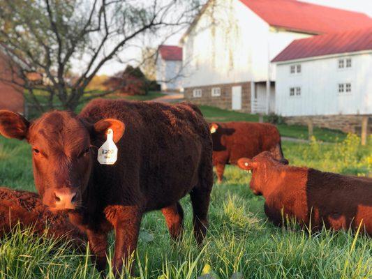 Red Devon Cattle - Gourmet Beef on Grass1