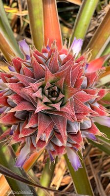 Blooming pineapple.