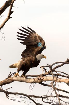 Bald Eagle photo from Tamron lens rented from Protog Rentals