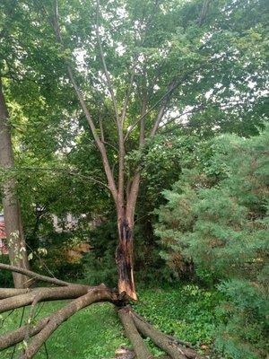 Tree removal