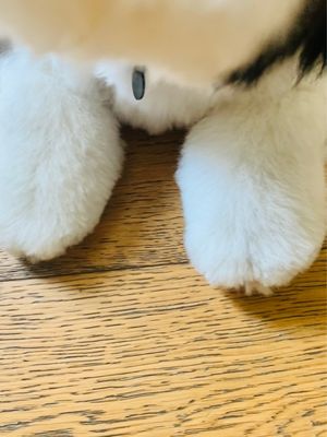 Paws