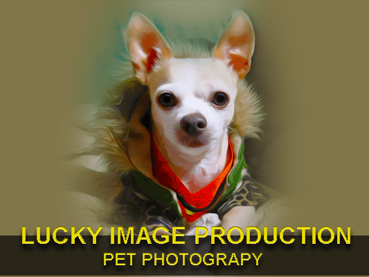 Lucky Image Production-Pet Photography Keep the best memories!