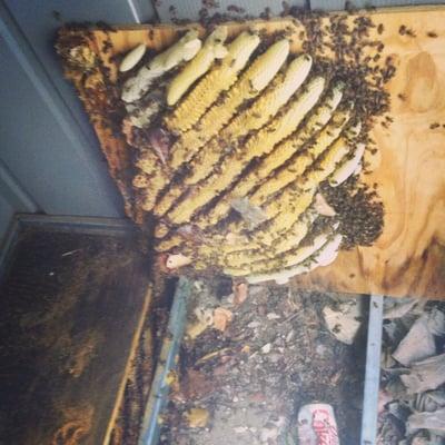 Bee Removal is dangerous and should always be done by We Save Bees.