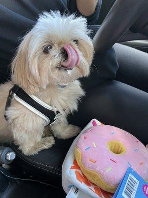 Rocky approves of his new dog toy and puppychino