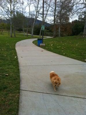 Look how green it at the Camarillo dog park!