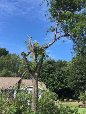 Serrano Tree Service