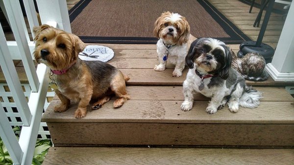 Gigi, Gizmo & Vinnie