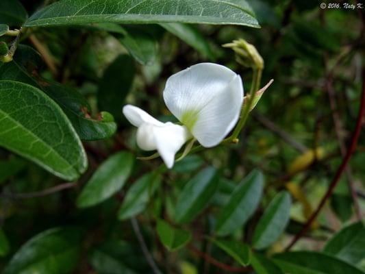 Lespedeza cuneata.