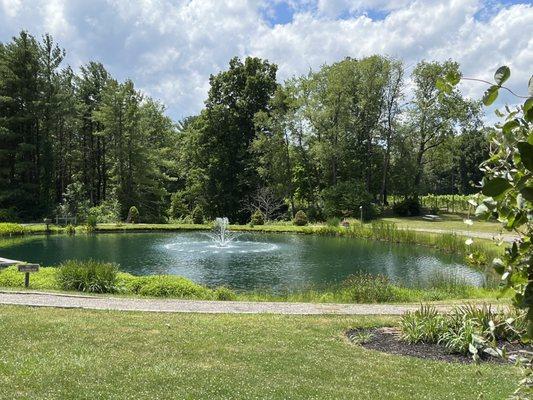 Lake by the vineyard