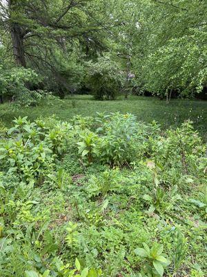 Weeds and uncut grass