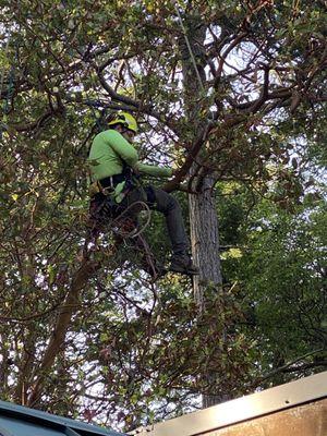 Galen trimming the madrona tree over our cabin