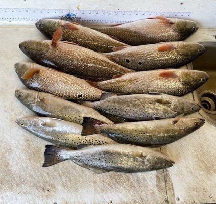 Morning's catch of redfish and speckled trout.