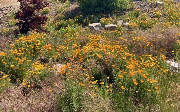 California poppies in early May along the north end of the nature trail near campus