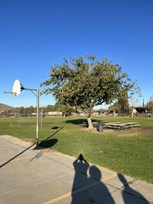 Tree Removal