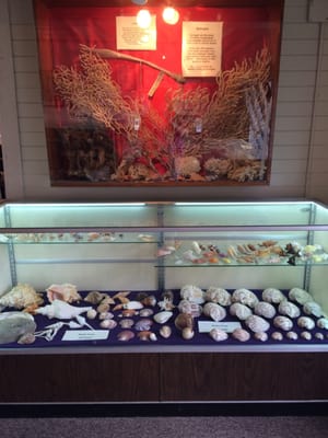 Sponges and shells from both Vietnam and Thailand