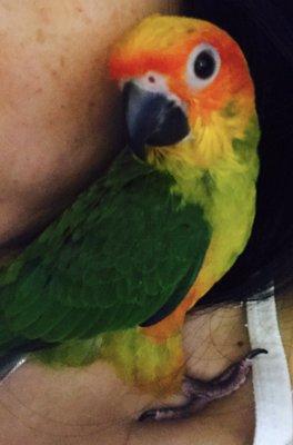 Heaven, my sweetest Conure!