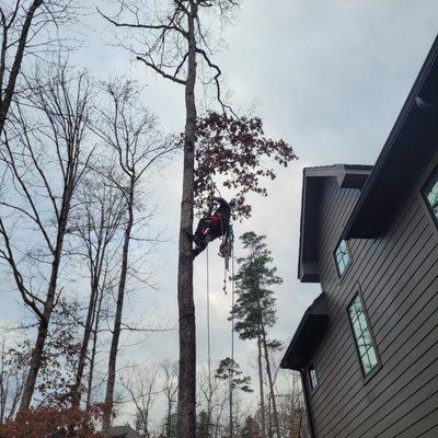 Clark Tree Experts