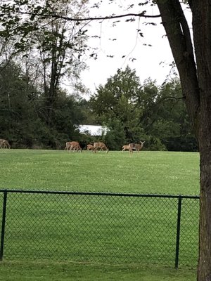 Deer outside the park