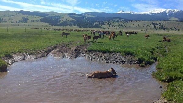 Montana Land and Livestock