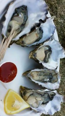 Drake's Bay oysters on the half shell. $10