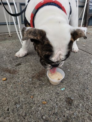 They have a dog safe ice cream made from peanut butter, banana and dog biscuits!