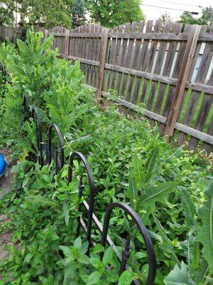 My fence was over run with foliage/weeds. I hired Shorty's Lawn Service to clean up the fence line.