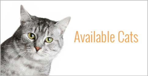 View our available cats at http://rockwalladoptions.com/our-pets/available-cats/