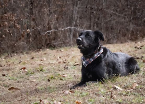 Doggo looking into the distance