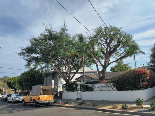 Reduced Tipuana Tree on right side.