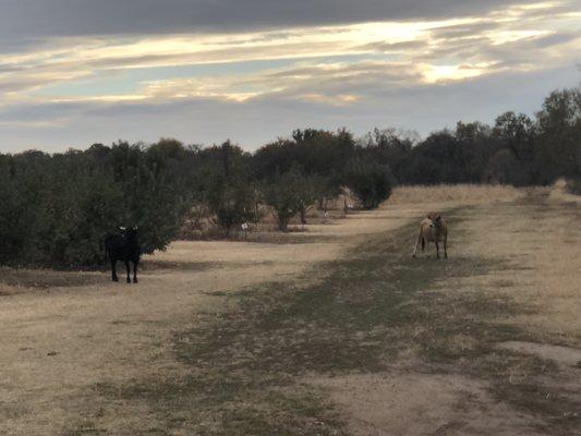 Apple trees & cows