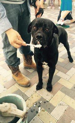 Doggies love our ice cream!