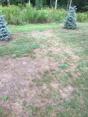 My yard after using Scott's this year.