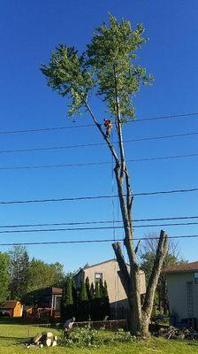 Taking down a large maple Tree.