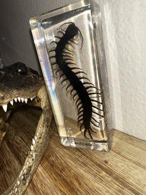 Taxidermy Centipede