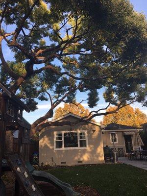 Tree haircut!