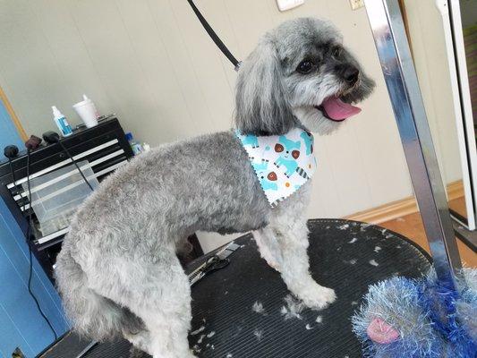 Groomed at wag-n-tails!!