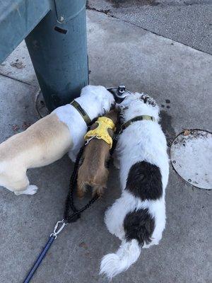 Pep Gus and Dot. Water break from play. IG-FOGDOG415