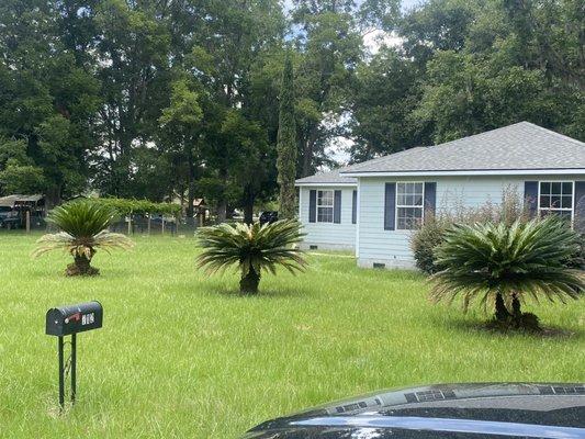 Way overgrown sago palms trimmed down looking good again