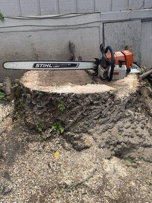 Black walnut stump tree was really close to house. Roots cracking foundation.